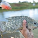 Comissão de Agricultura aprova suspensão do programa de rastreabilidade de agrotóxicos