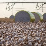 Santa Gertrudis ganha força no cruzamento industrial com desempenho de 20 arrobas aos 15 meses