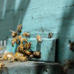 Primavera do Leste participa do Congresso Cerealista Brasileiro