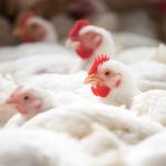 Brasil consolida protagonismo global na produção de amendoim com estudo inédito da ABEX-BR