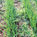 Motociclista é detido pela Guarda Civil Municipal após fuga e direção perigosa por ruas e avenidas de Colíder