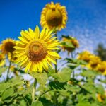 Sistema de reuso da Embrapa eleva em 61% a eficiência da irrigação de hortaliças e reduz consumo de fertilizantes