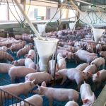 Exportação de arroz exige atenção a padrões de qualidade e prazos contratuais, alerta Federarroz