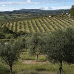 Agrotec Porto Velho 2025 aposta no agro para impulsionar economia local