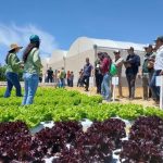 Exportações de frutas e hortaliças crescem 31% e receita soma R$ 6,43 bilhões