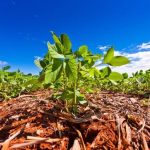 Diálogo e formalização fortalecem a apicultura como pilar sustentável do agronegócio brasileiro