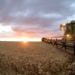 IAC lança duas novas variedades de cana com alto potencial produtivo e resistência aprimorada