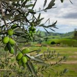 Exportações de ovos do Brasil crescem 40% em outubro: R$ 31,9 milhões