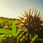 Produção de celulose impulsiona crescimento do setor de árvores cultivadas no terceiro trimestre