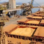 Palmito pupunha do Vale do Ribeira recebe selo de Indicação Geográfica e reforça tradição sustentável da região