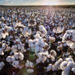 PM intercepta cegonha com duas caminhonetes adulteradas e prende homem por receptação