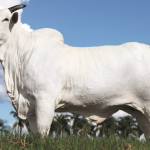 Brasil volta a liderar exportações de arroz e obtém superávit comercial