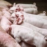 Be8 anuncia ampliação da produção de biodiesel e nova fábrica de BeVant® no Piauí