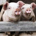 Plantas daninhas reduzem produtividade e aumentam custos no campo: manejo correto é essencial para o controle eficaz