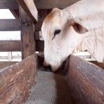 Boa Safra conquista liderança nacional em produtividade de sorgo na Safrinha 2025