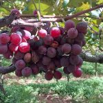 Sipcam Nichino intensifica treinamentos sobre ferrugem da soja diante de previsão de escassez de fungicidas multissítios