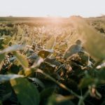 Vereadora Dona Maria do SuperCompras protocola projeto que cria o Programa Atestado Responsável no município