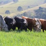 Compatibilidade entre inoculantes e nutrientes no sulco de plantio é essencial para o sucesso da lavoura