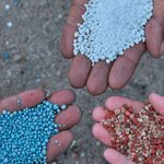 Congresso mundial sobre azeite debate avanço da olivicultura no Brasil