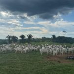 Mosaic aumenta eficiência e oferta de fertilizantes em Minas Gerais com projetos inovadores