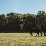 Emater-MG encerra 10º Fórum Estadual com propostas para avançar na regularização de agroindústrias em Minas Gerais