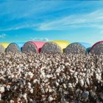 Embrapa lidera acordo internacional de inovação genômica com empresas da Índia e do Brasil