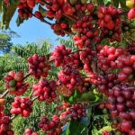 Conab divulga descontos do Pronaf para agricultores familiares em dezembro