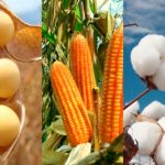 USDA mantém estimativas para soja e algodão e revisa alta na produção global de trigo e milho em dezembro