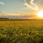 Açúcar em Queda e Etanol em Alta: Panorama do Mercado Brasileiro e Internacional em Dezembro de 2025