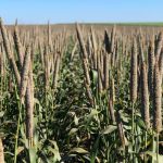 Titan amplia portfólio e traz pneus específicos para quadriciclos e utilitários ao Brasil