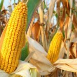 Planejamento Financeiro 2026: Como Organizar o Orçamento com a Selic em 15%