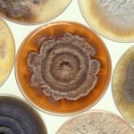 Trichoderma ESALQ 1306 aumenta produtividade do milho em até 60% mesmo sob seca, revela estudo internacional