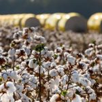 Reflexão pós COP 30: como o agronegócio pode regenerar o planeta a partir do solo?