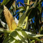 PIB do Brasil cresce 0,1% no terceiro trimestre e mantém ritmo moderado de expansão