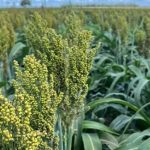 Exportações à China serão decisivas para manter equilíbrio no mercado do boi gordo em 2025