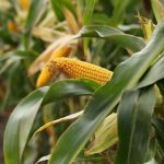 Startup brasileira cria tecnologia que converte motores a diesel para etanol e eleva potência em 28%