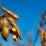 Produtores rurais devem reforçar cuidados com crédito, seguro e tributação diante de endividamento crescente em 2026