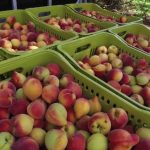 Açúcar em Queda e Etanol em Alta: Panorama do Mercado Brasileiro e Internacional em Dezembro de 2025