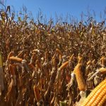 Conquista do deputado Nininho, Mauro Mendes autoriza pavimentação entre Primavera do Leste e Nova Poxoréu