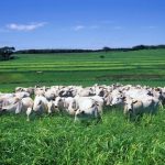 CJ Selecta é destaque internacional do WWF por rastreabilidade da soja livre de desmatamento