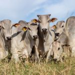 Trichoderma ESALQ 1306 aumenta produtividade do milho em até 60% mesmo sob seca, revela estudo internacional