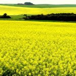 Valor Bruto da Produção agropecuária de Minas Gerais deve bater recorde e alcançar R$ 168,1 bilhões em 2025