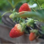 Entregas de fertilizantes crescem 9,3% no Brasil e somam 35,8 milhões de toneladas até setembro