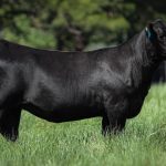 JTI realiza Dias de Campo para capacitar produtores e reforçar práticas sustentáveis na produção de tabaco