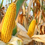 Produtores rurais devem reforçar cuidados com crédito, seguro e tributação diante de endividamento crescente em 2026