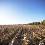 Mercado da soja segue pressionado: incertezas climáticas no Sul e queda do petróleo influenciam preços internos e em Chicago