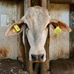 Nespresso lança coleção Festive 2025 com cafés e acessórios sofisticados para presentear no Natal