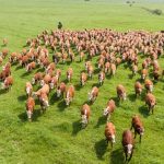 PRF apreende mais de meia tonelada na BR-364