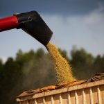 Falta de liquidez trava mercado do feijão e impede formação de preços no Brasil