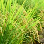 Seduc e PM promovem formatura dos alunos das Escolas Estaduais Militares Tiradentes concluintes do Ensino Médio